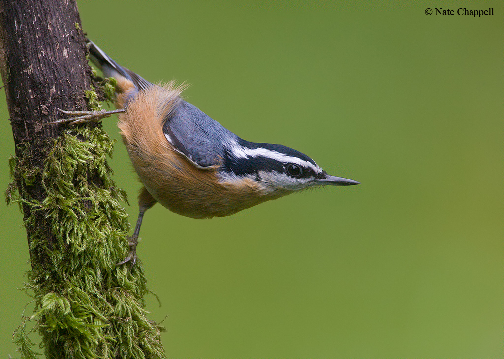 Red-breasted Nuthatch