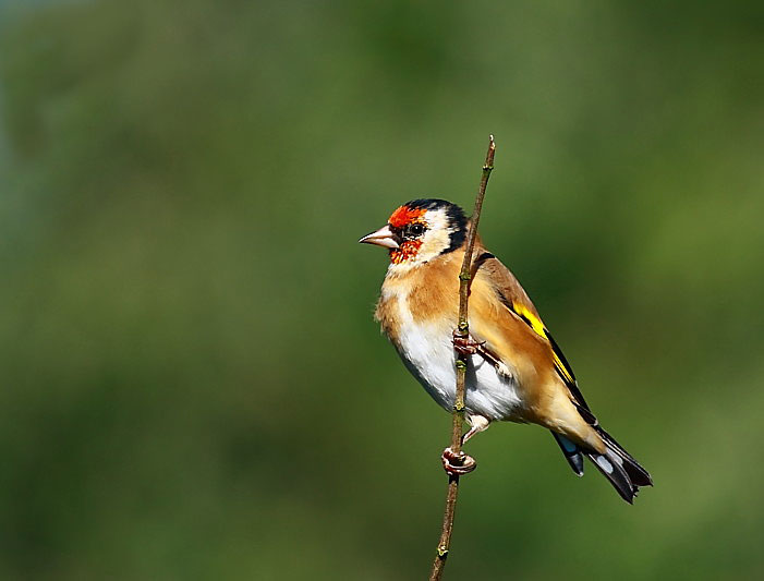 Goldfinch