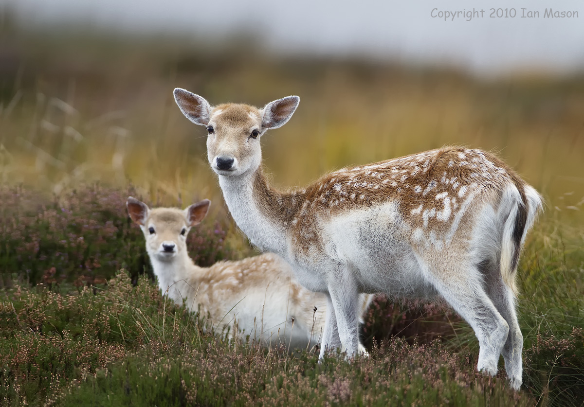 Fallow Deer
