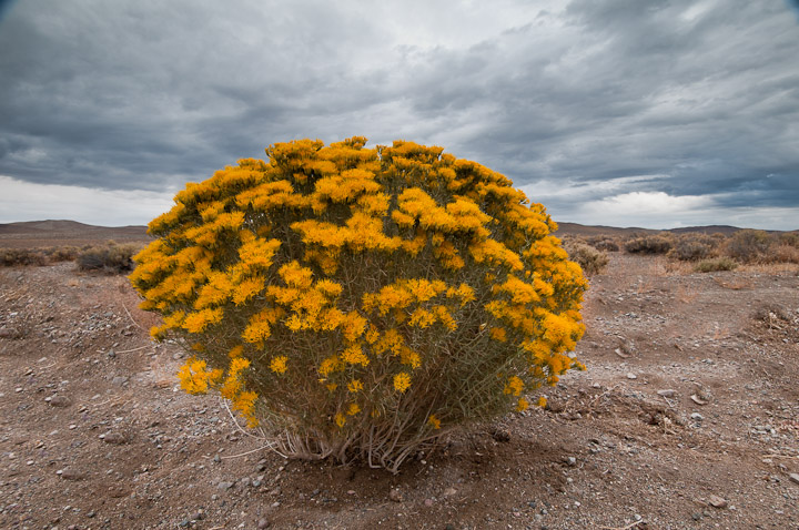 Fall Color-Desert Style