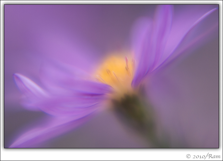 Airy Aster