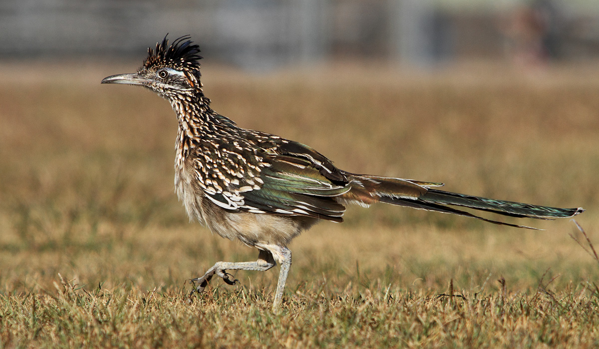 juvenile roadrunner