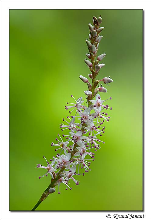 Himalayan knotweed