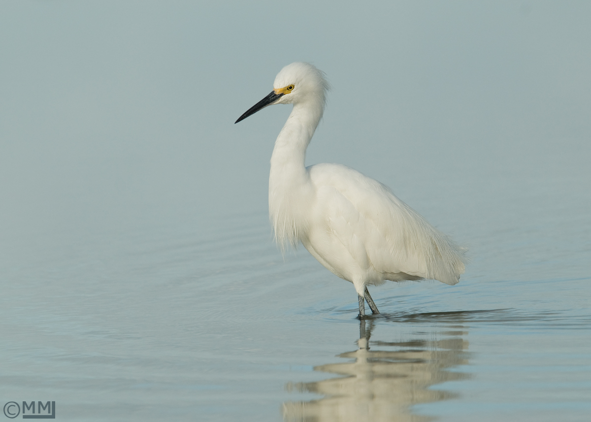 Snowy Egret