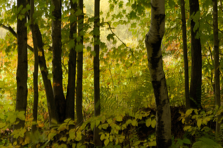 Idyllic Country Scene