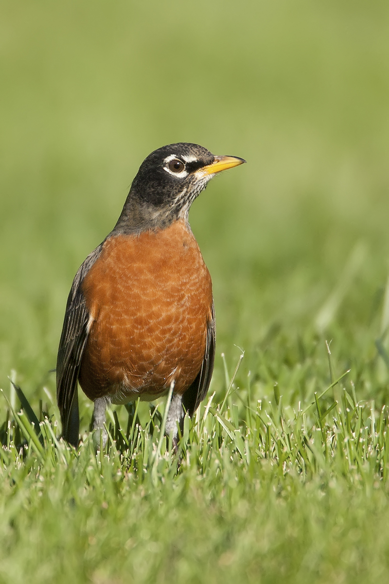 American Robin