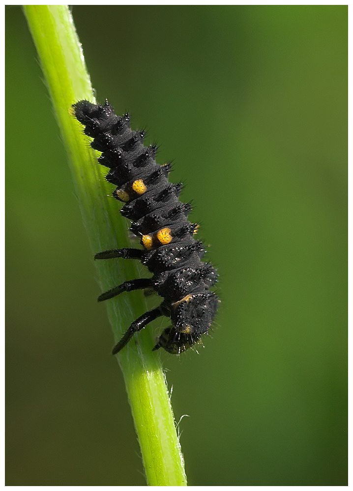 Ladybird Larvae
