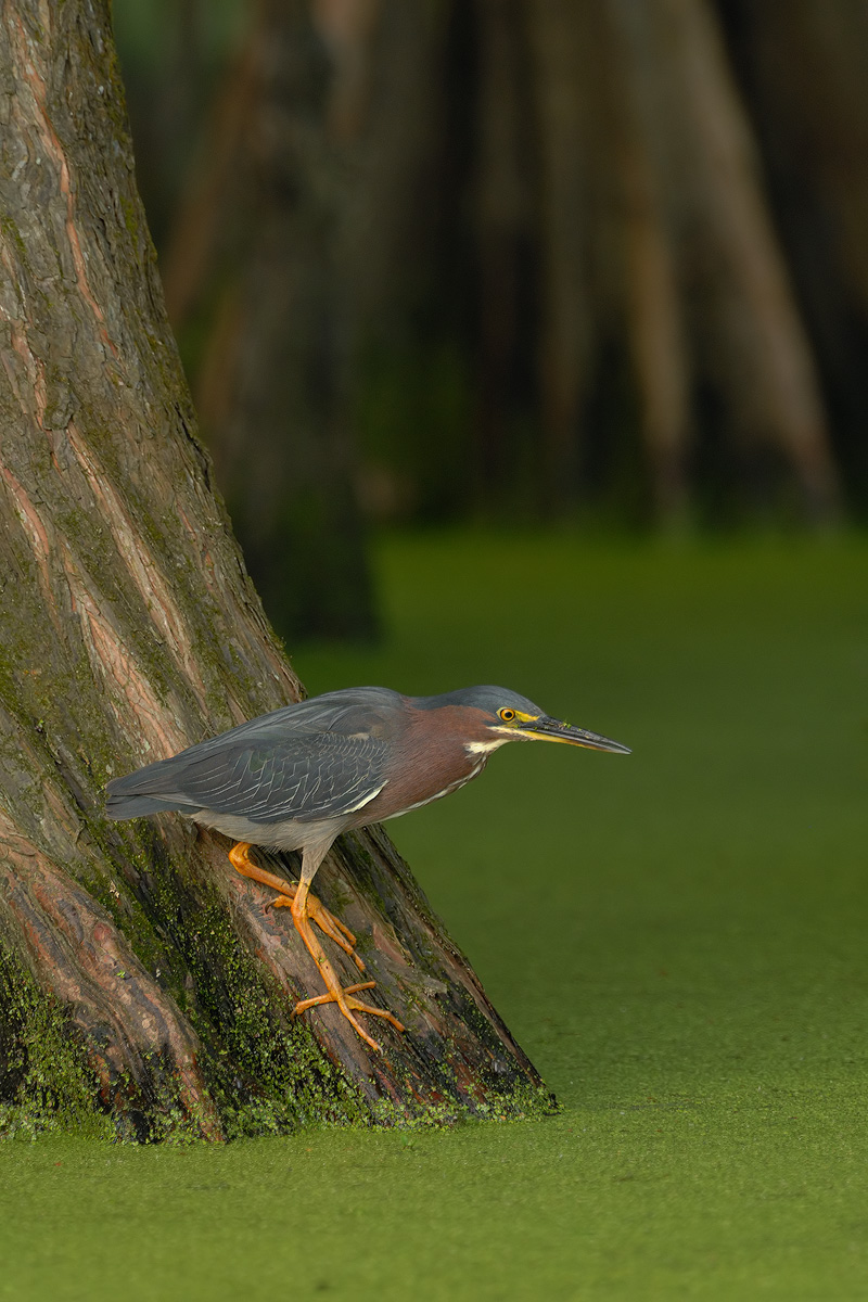 Green Heron