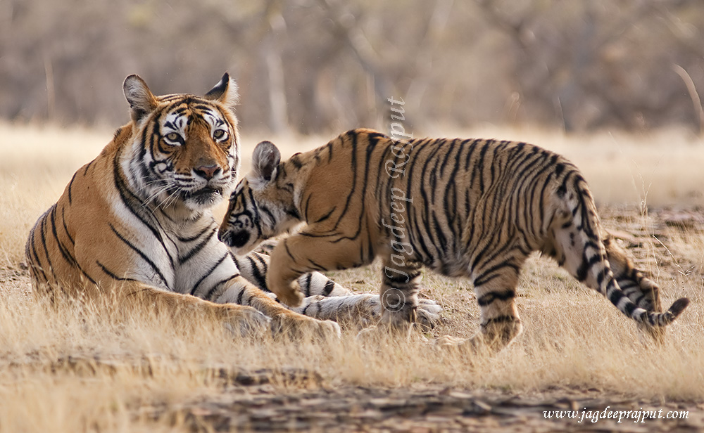 Cub approaching mother.