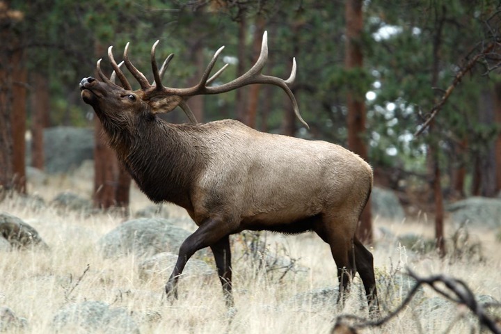 RMNP Bull in the Trees