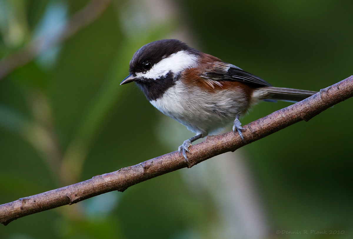 ChestnutBacked Chickadee