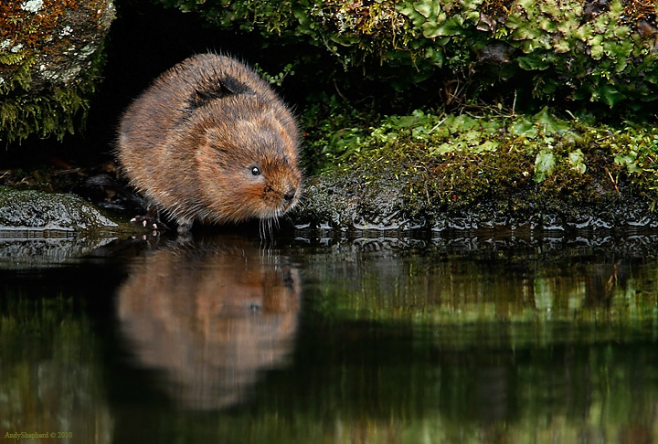Water Vole
