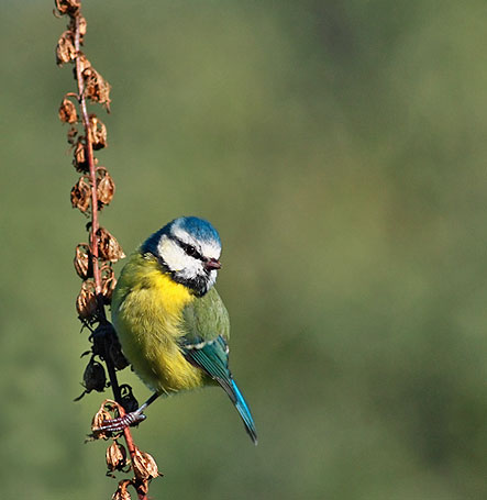 Blue Tit