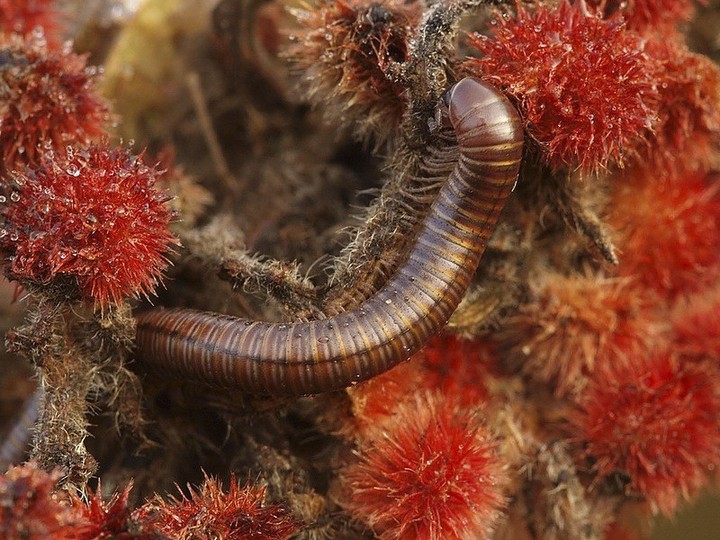 Rusty millipede (Trigoni