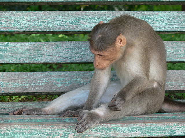 Bonnet Macaque