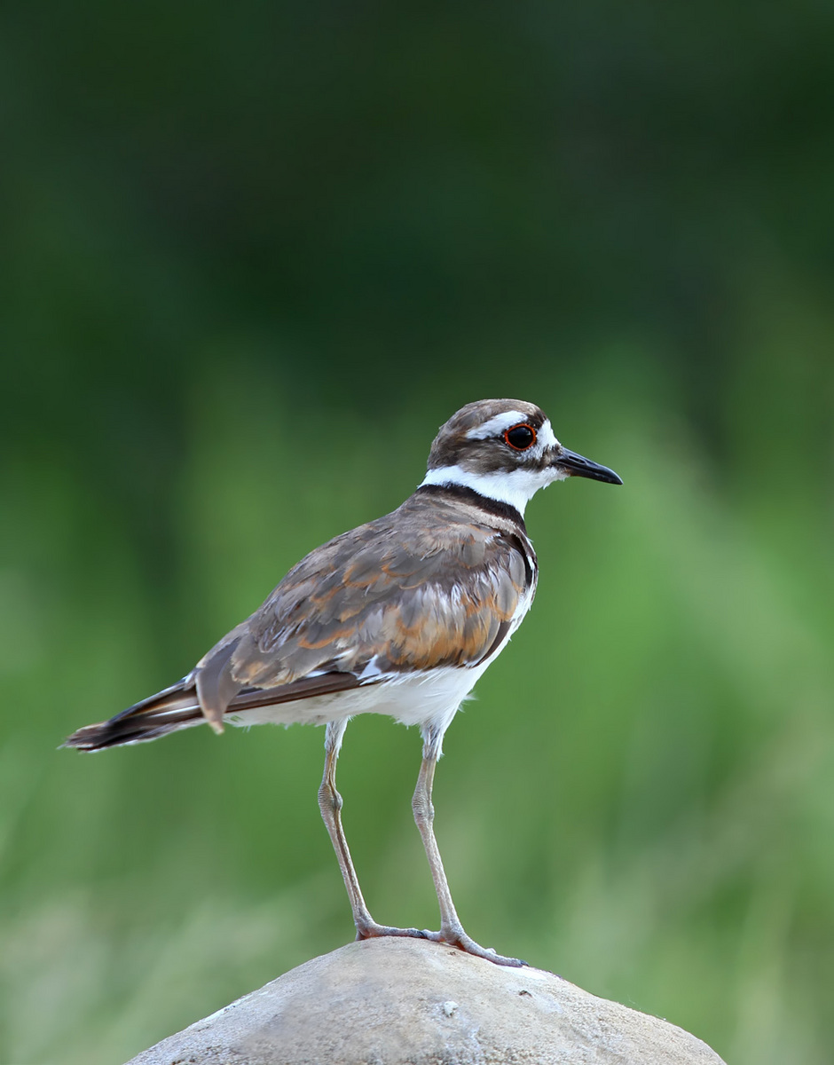 Kildeer