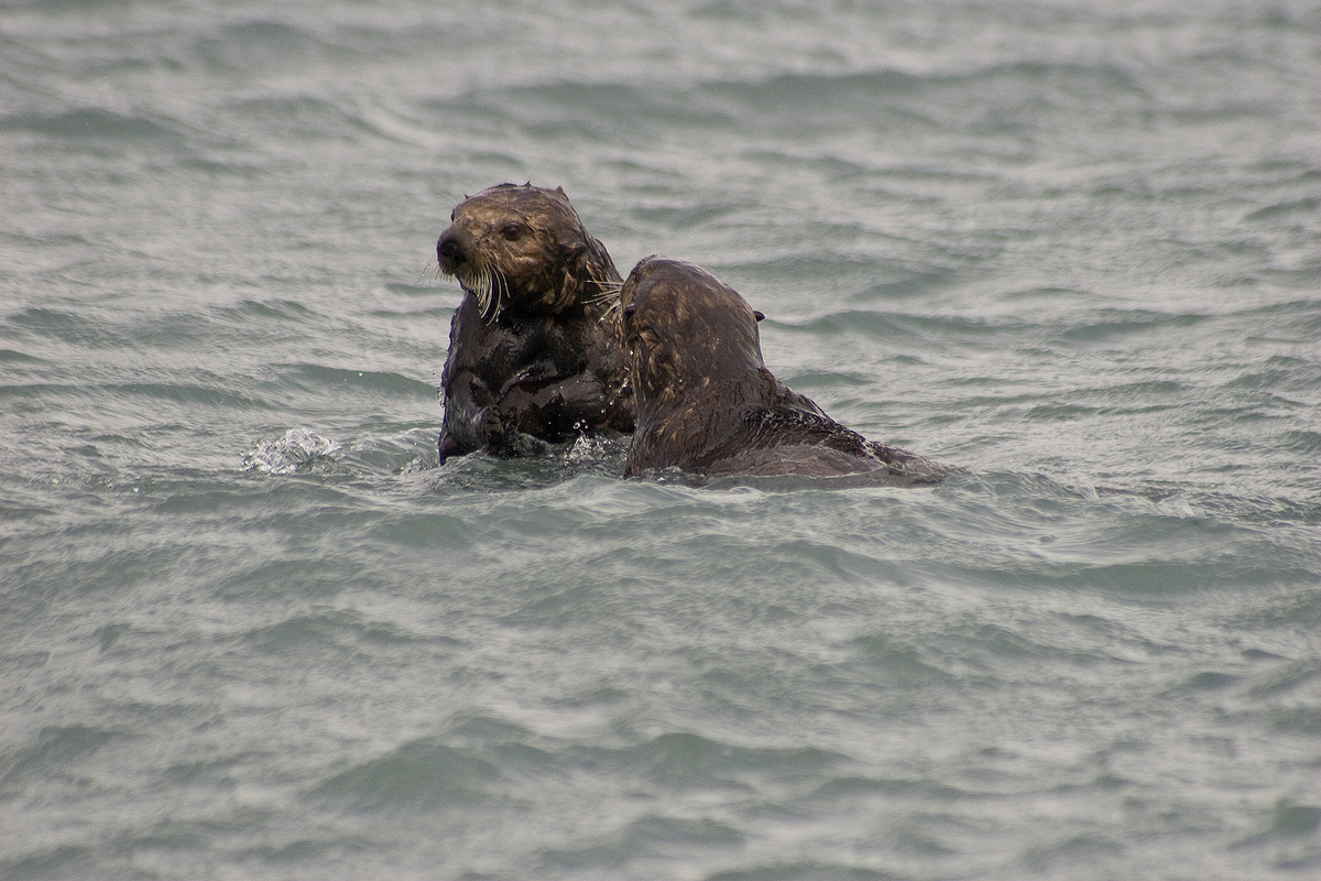 Sea Otters