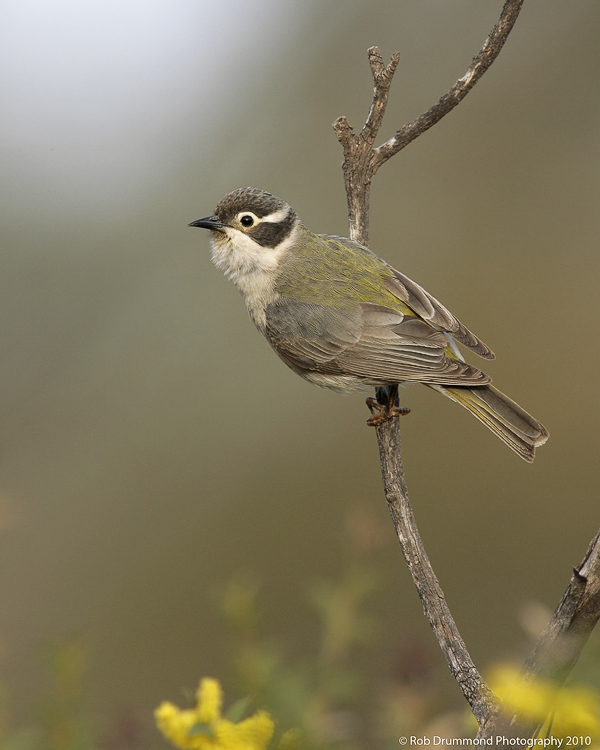 Brown-headed Honeyeater