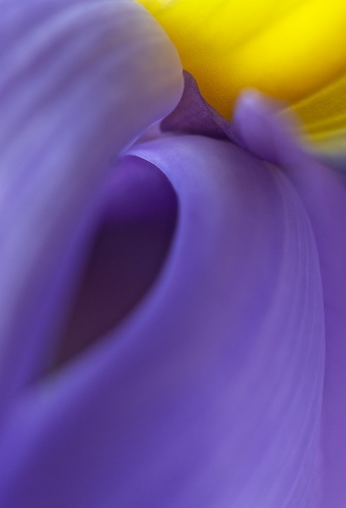 Vortex