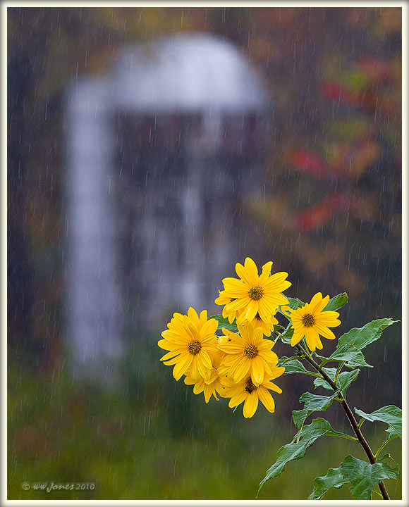 Last Bloom (in the Rain)