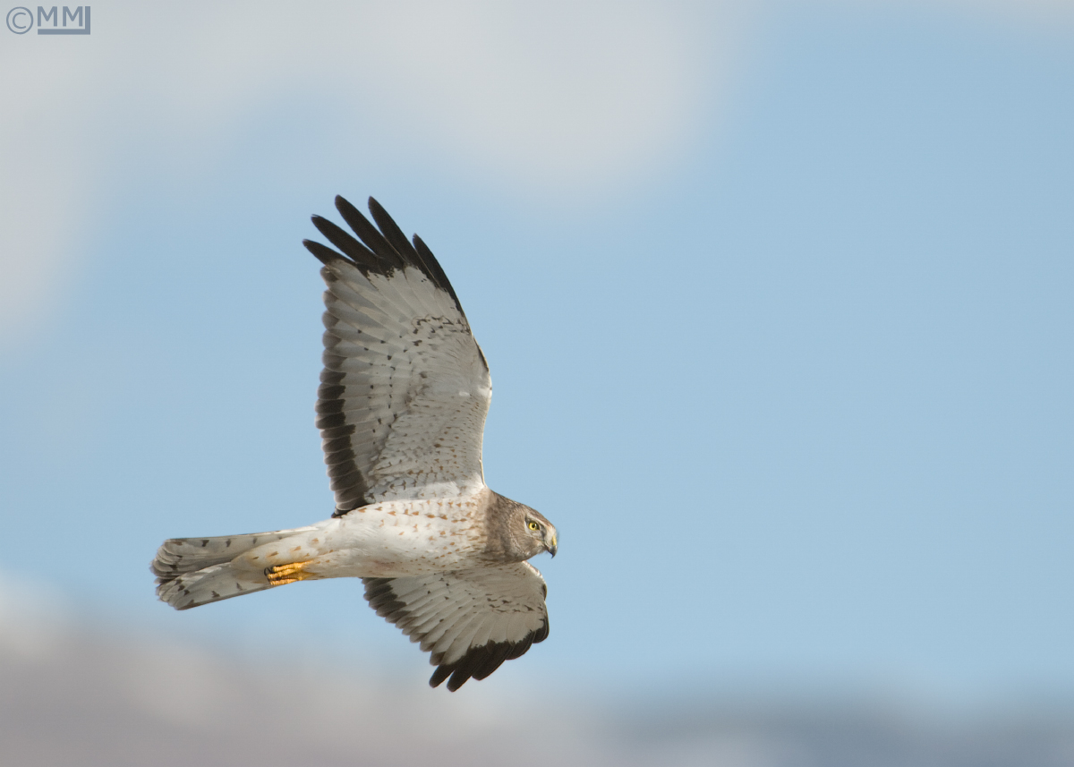 Northern Harrier +repost