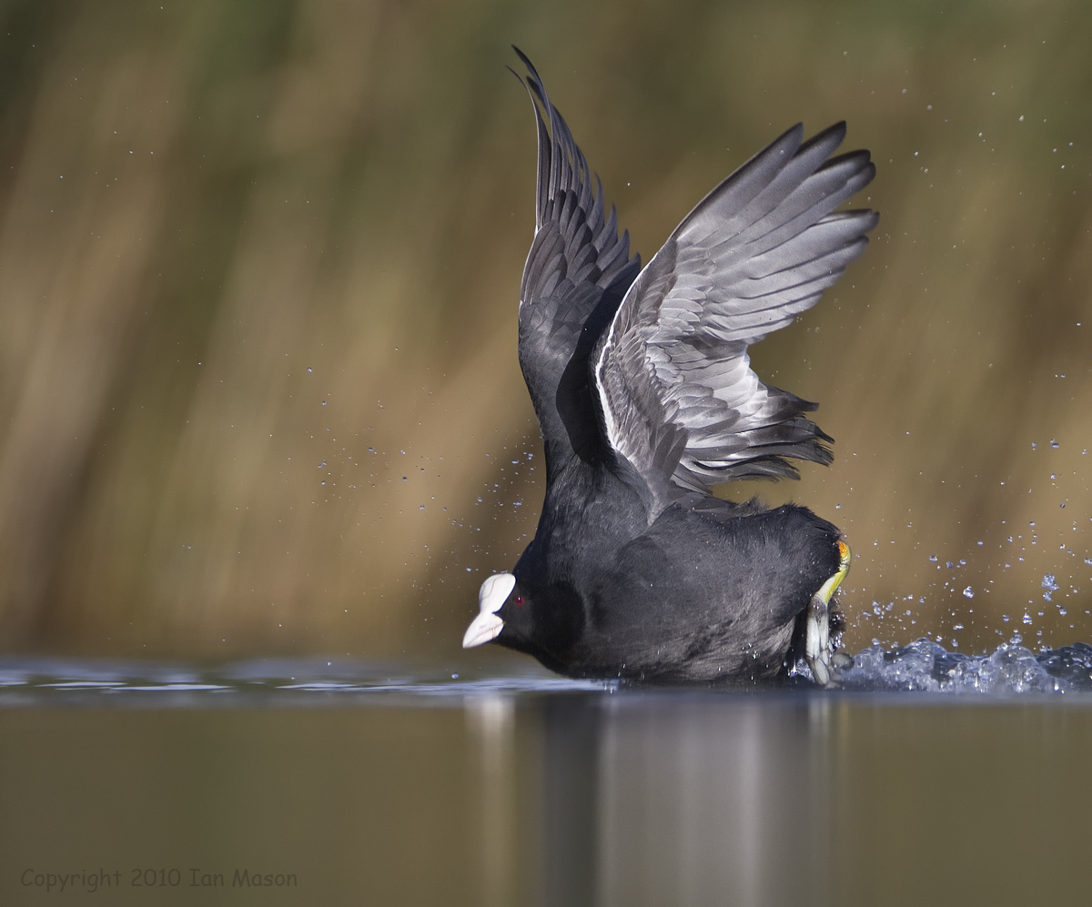 Coot