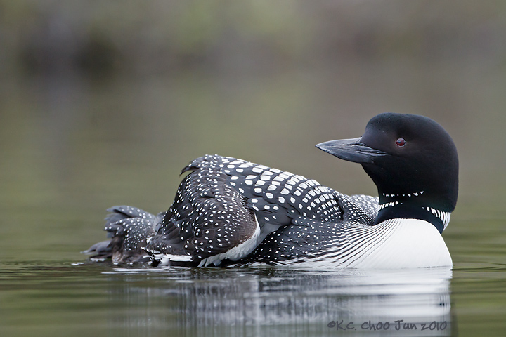 Common Loon