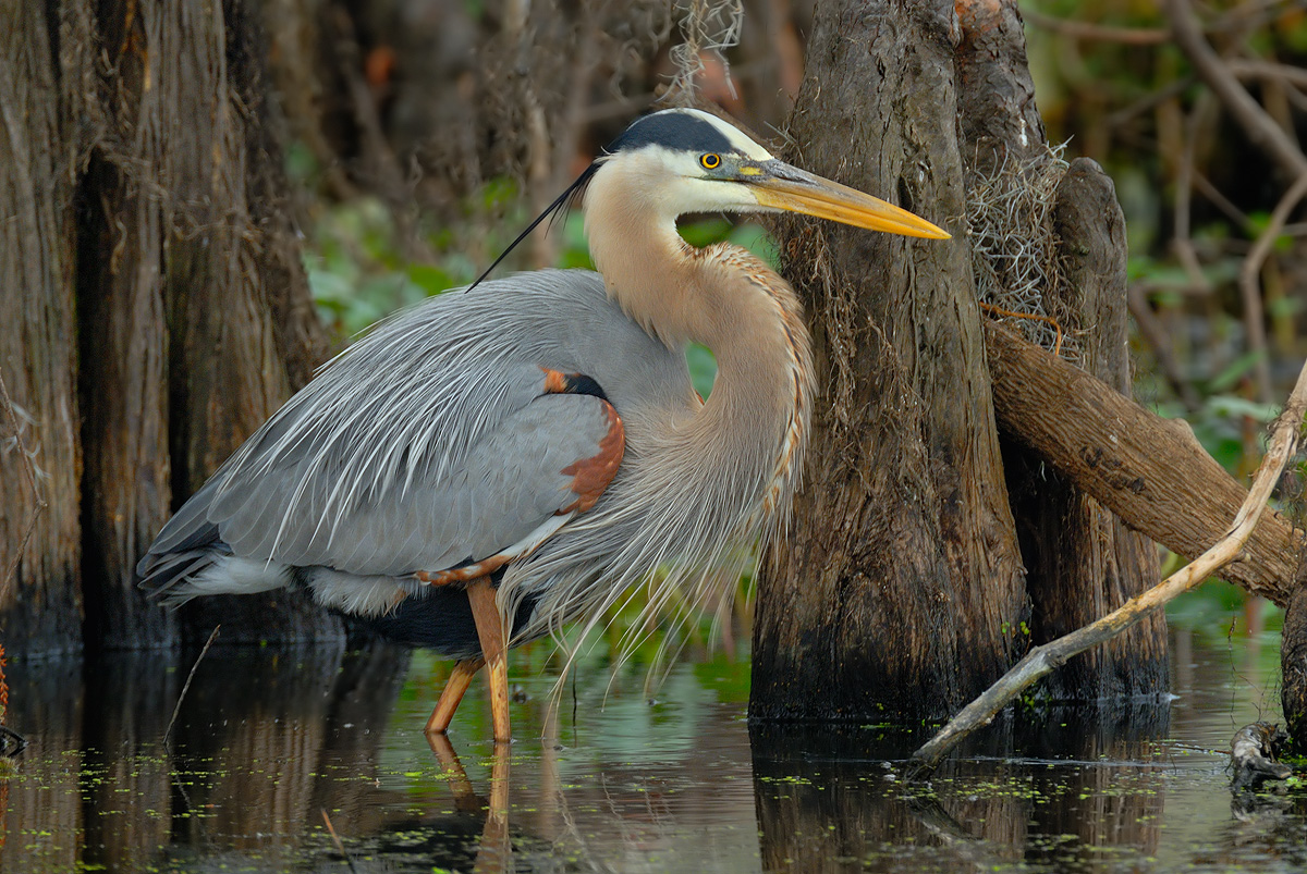 GREAT BLUE HERON