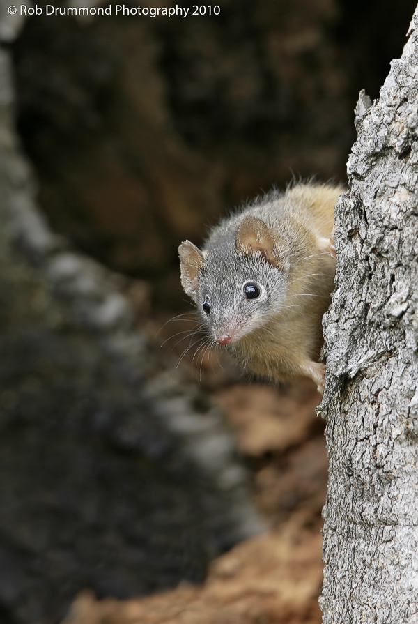 Antechinus #2