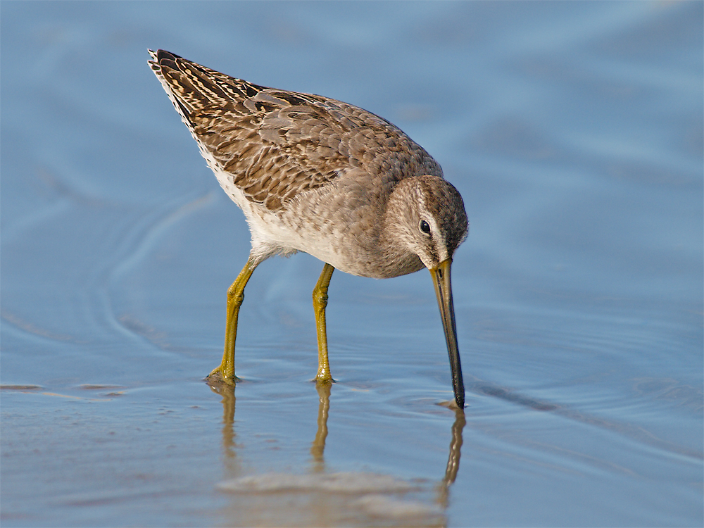 Short Billed Dowitcher