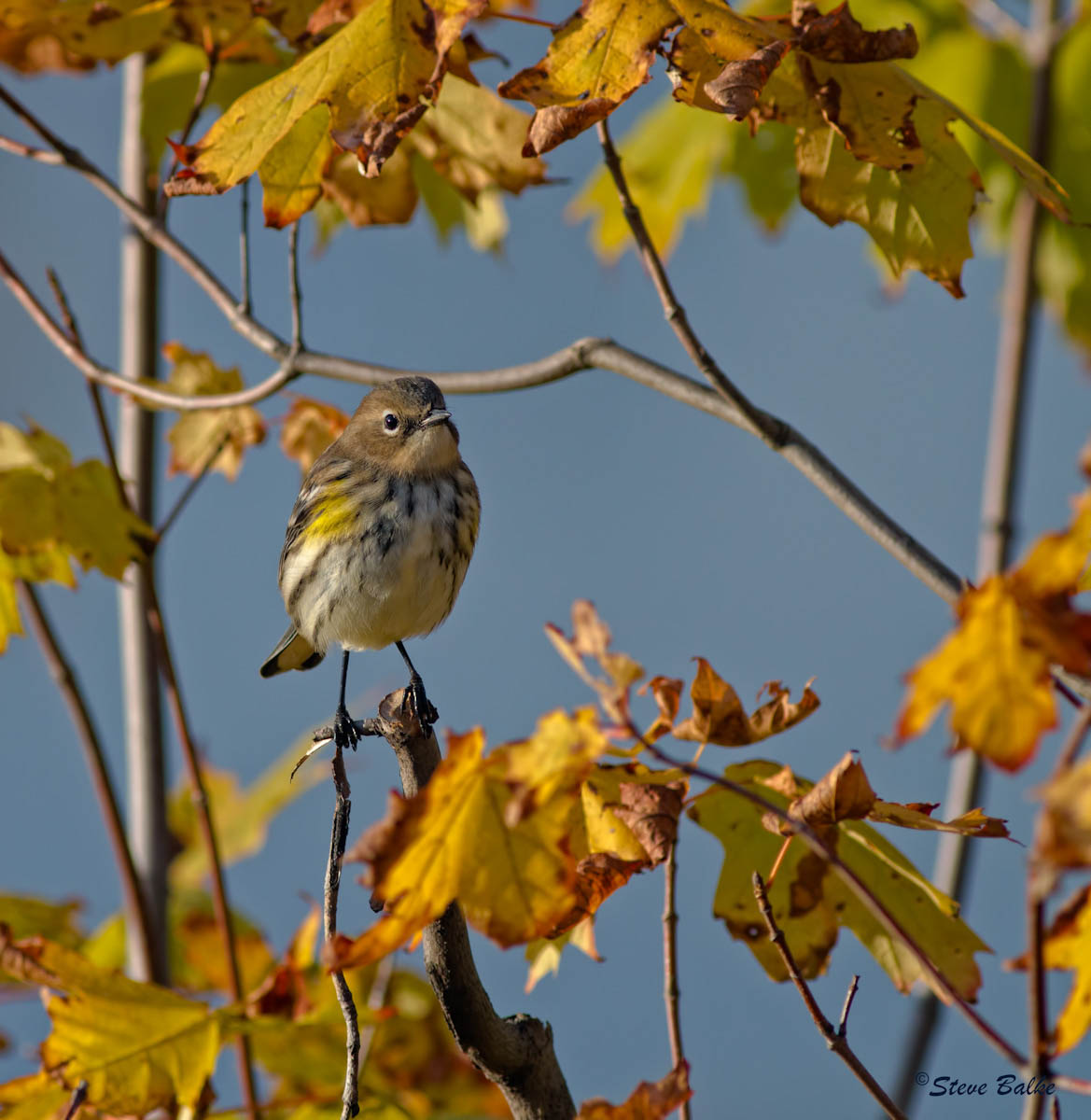  Warbler+Repost