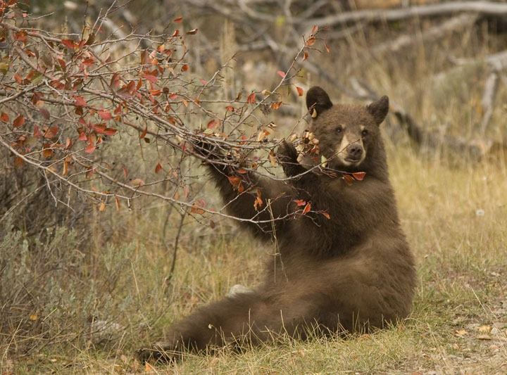 sitting bear
