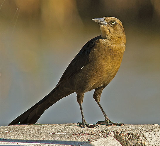 FM Great-Tailed Grackle