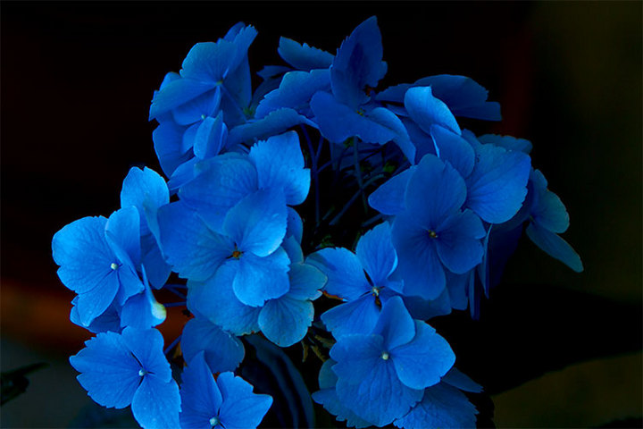 Hydrangea
