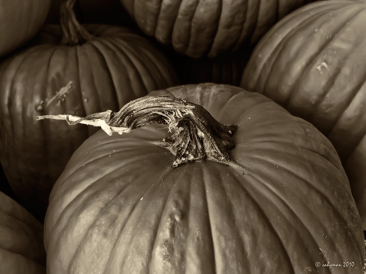 So Many Pumpkins!!!!