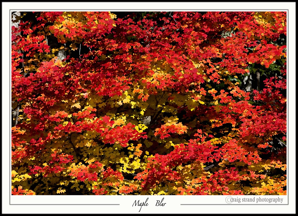 Maple Blur