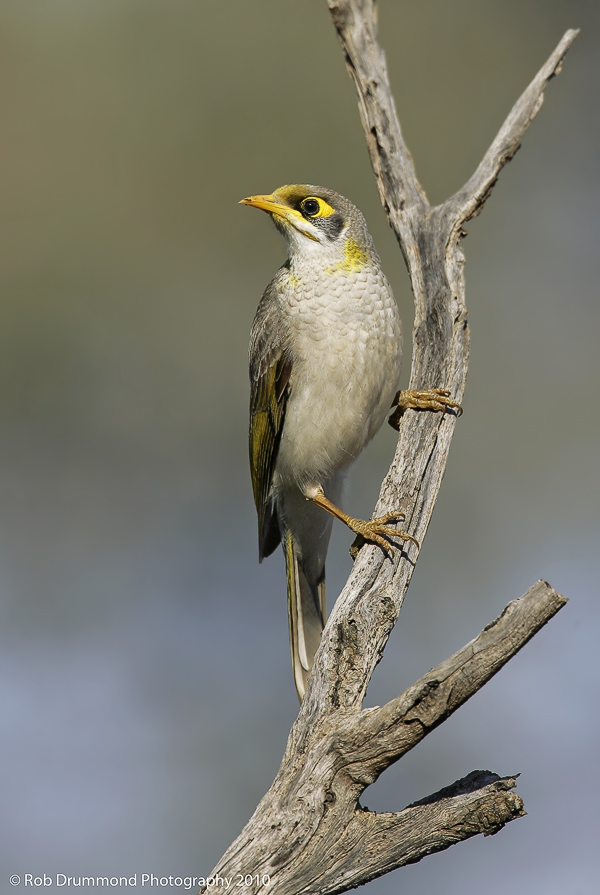Yellow-throated Miner