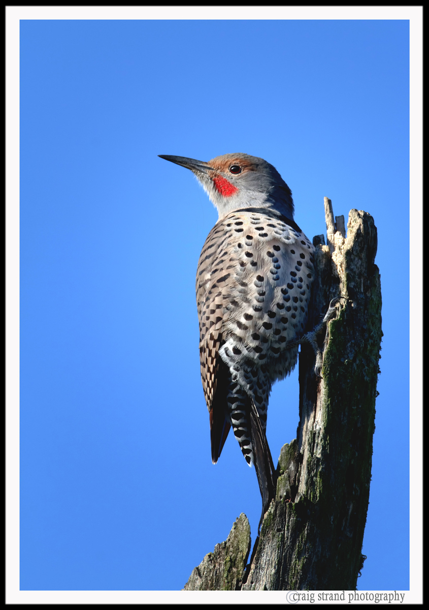 Flicker