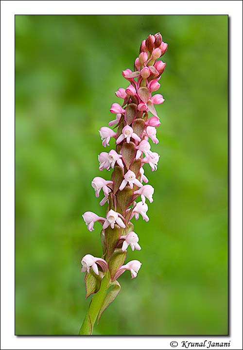 Nepal Satyrium + Close up