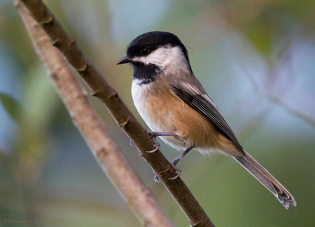 BlackCapped Chickadee