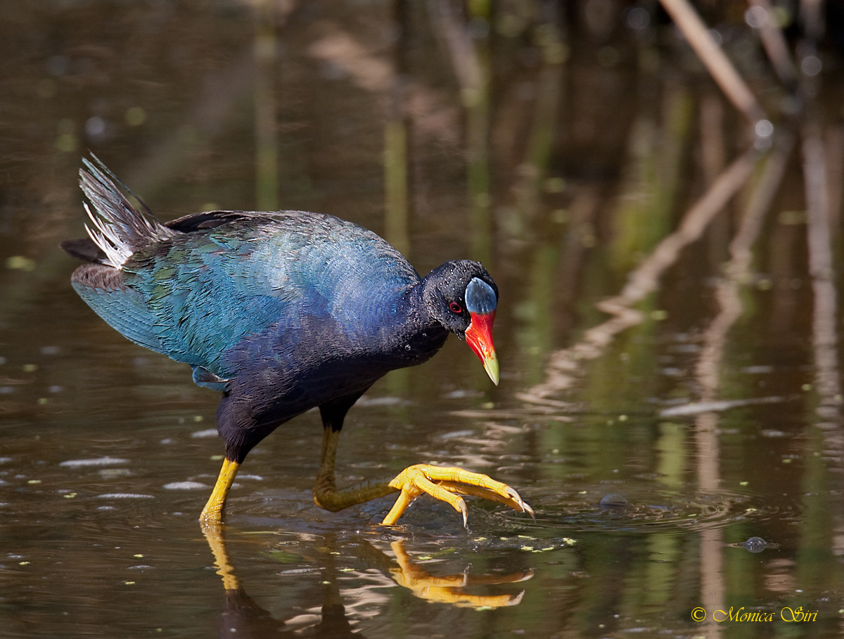 Purple Gallinula