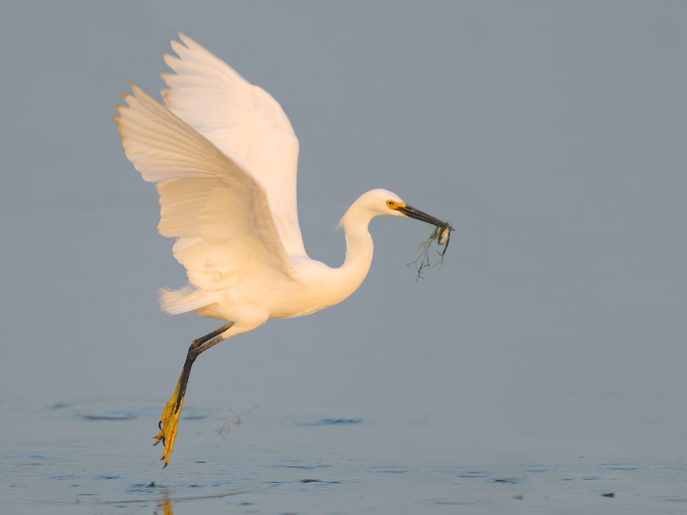 SNOWY EGRET