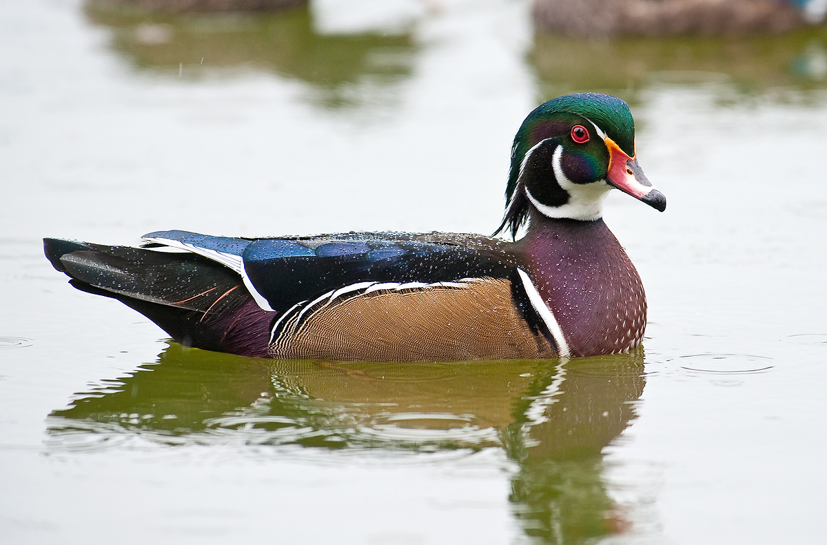 Wood Duck in Rain