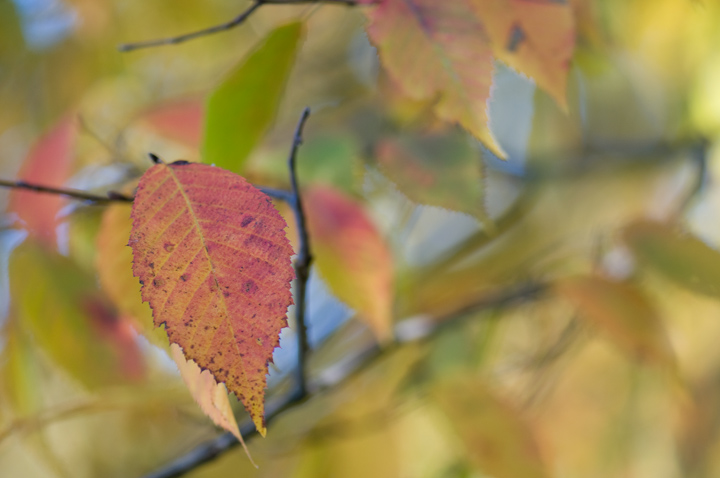 leaf