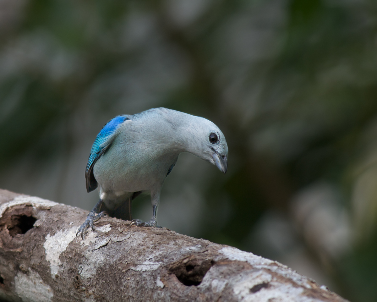 Blue-grey Tanager