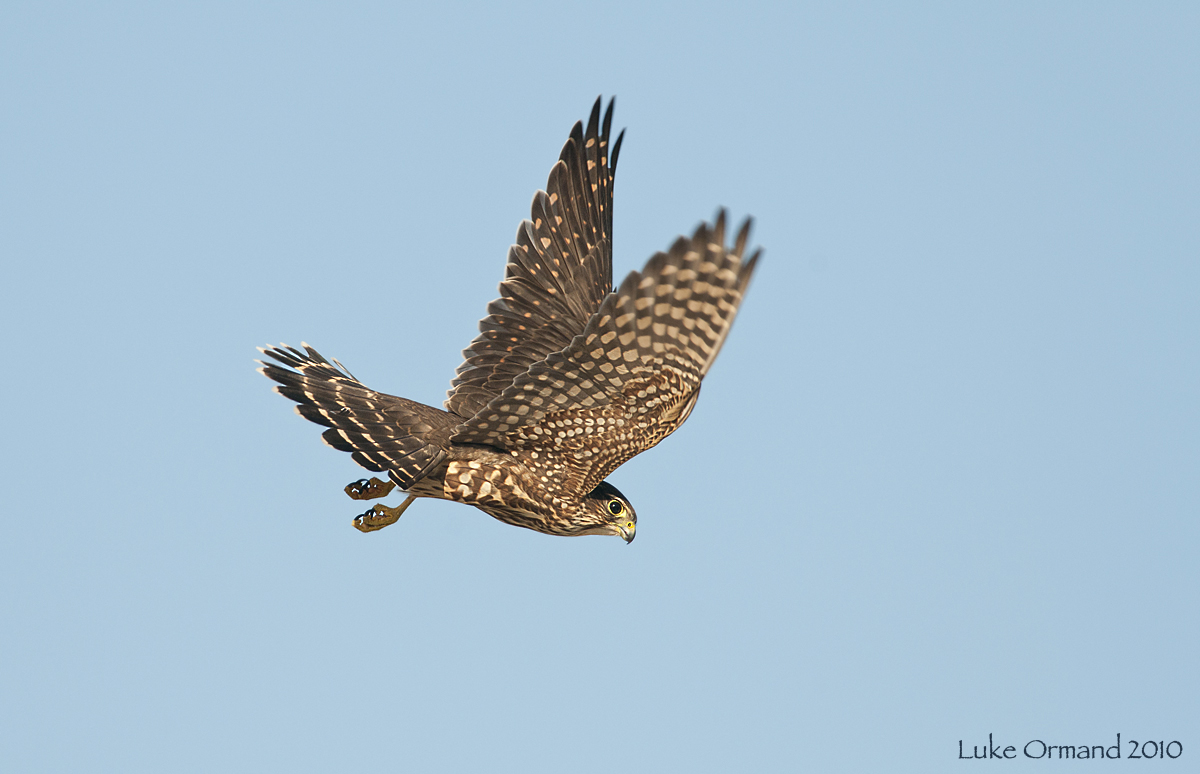 Merlin