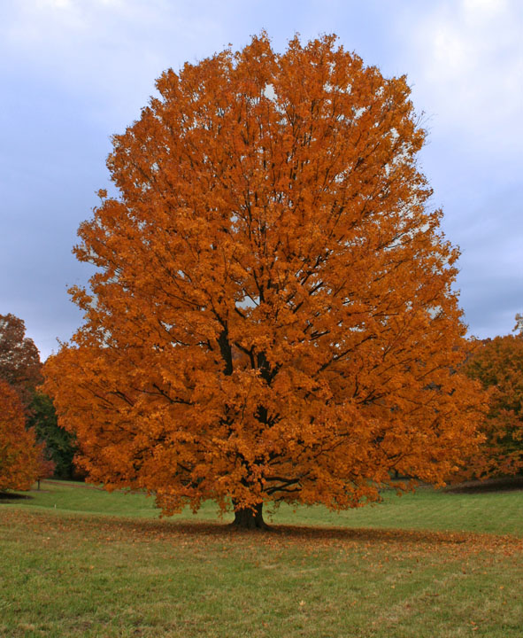 WC#453-Fall Colors & repost