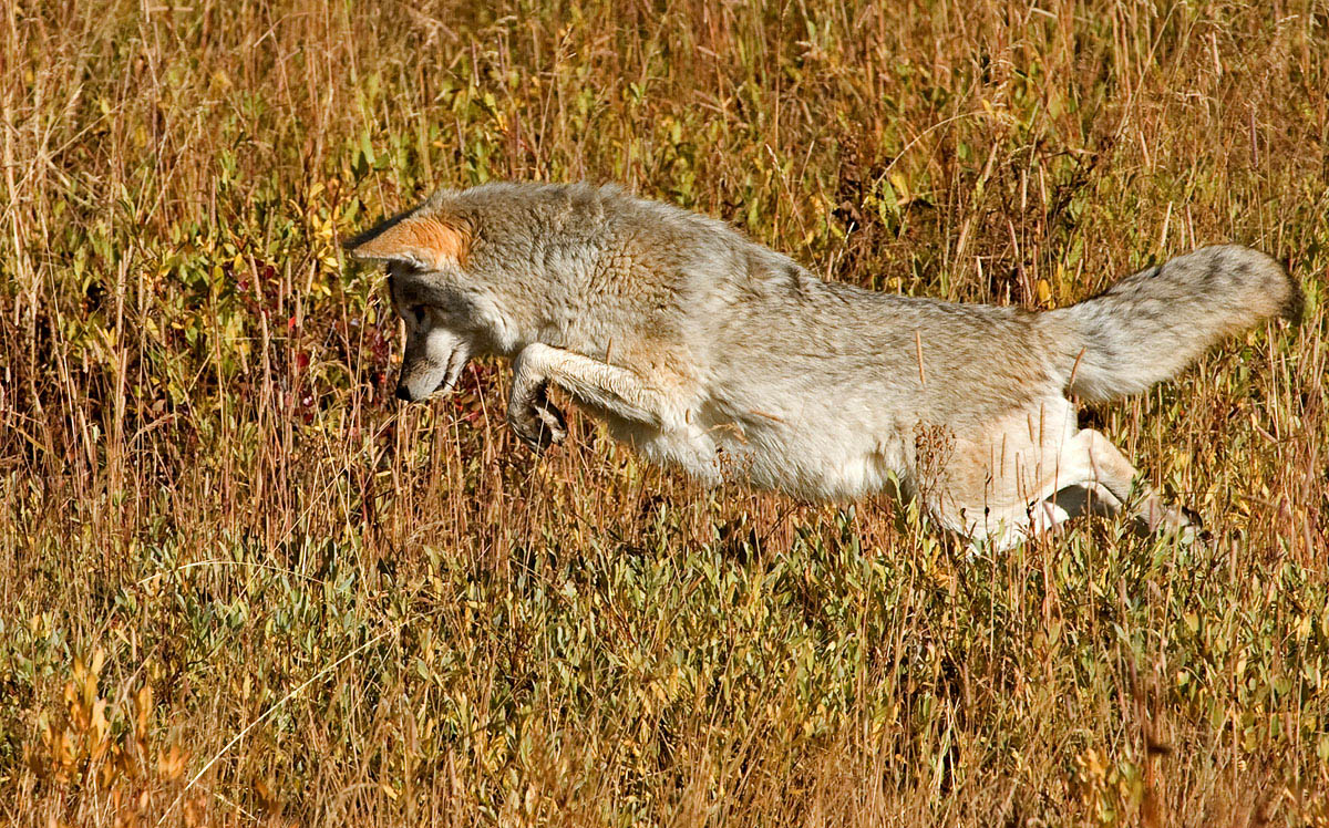 Mousing Coyote