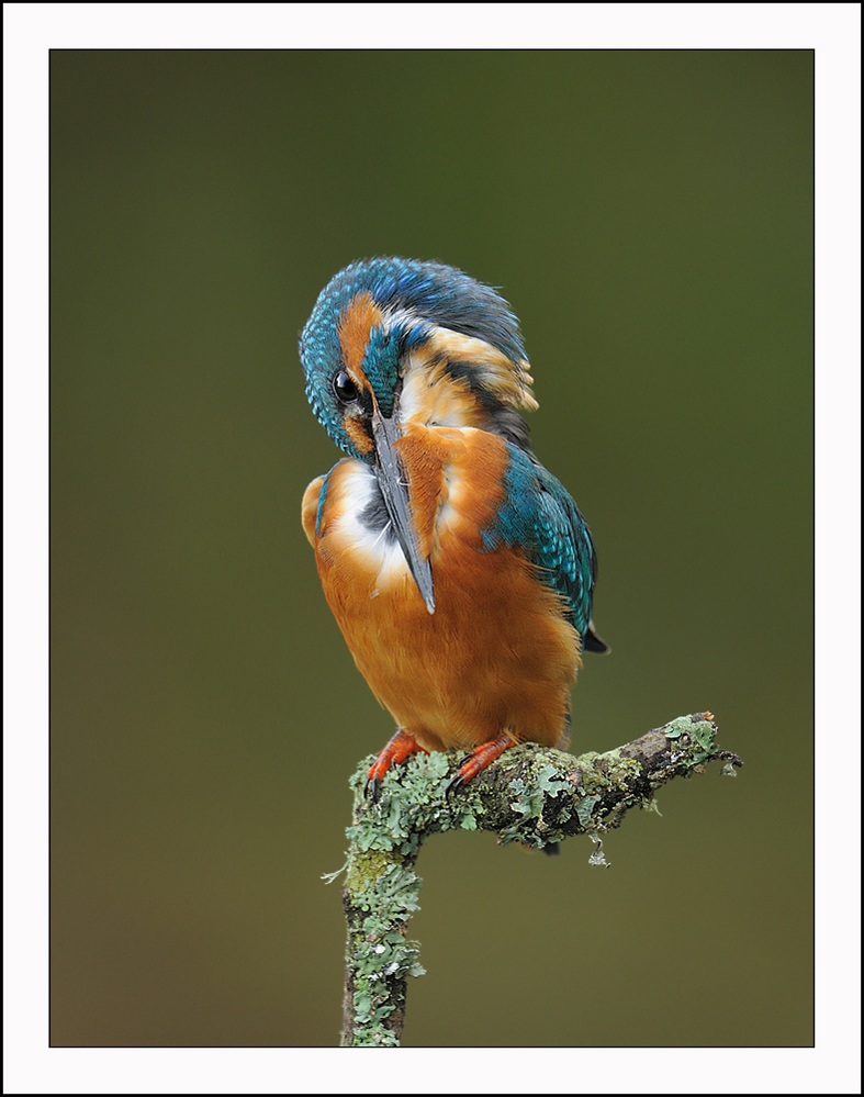 Preening Kingfisher