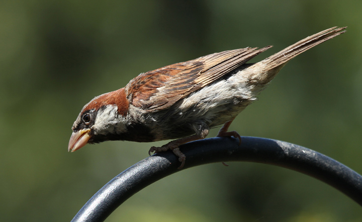 English House Sparrow